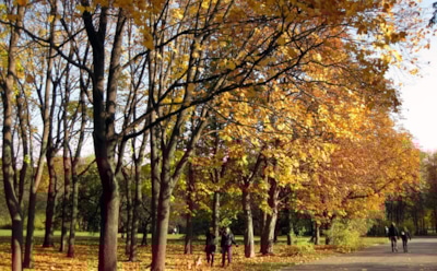 Погода в Москве: синоптики пообещали аномально теплый ноябрь