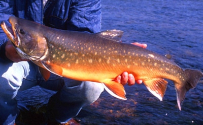 Сибирские ученые назвали боганидский голец самой полезной в мире рыбой