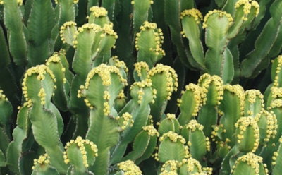 Ученые создали анальгетик из самого острого в мире растения