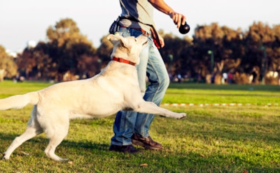Ученые: прогулки с собаками опасны из-за червей-токсокар