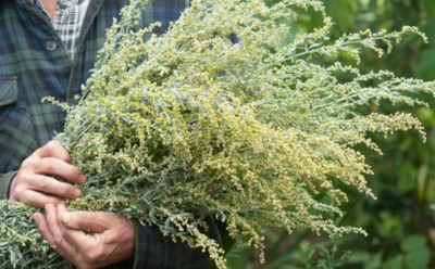 Ученые: полынь поможет уничтожить раковые клетки