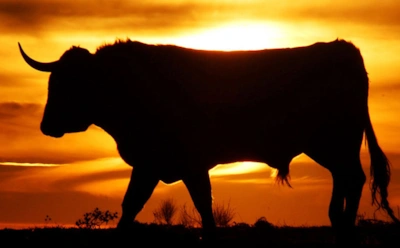 Гороскоп на 2019 год — Телец