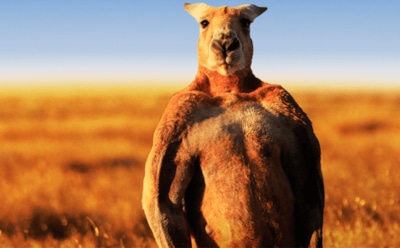 В Австралии умер «самый мускулистый» кенгуру в мире