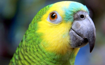 Генетики: долголетие попугаев зависит от мутаций ДНК