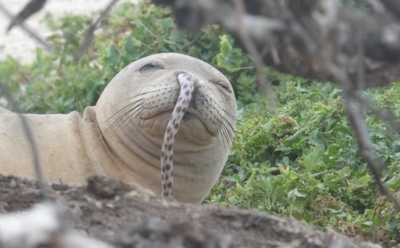 На Гавайях спасен тюлень с угрем в носу