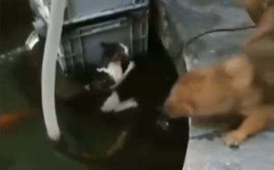 Очевидцы засняли на видео спасение кошки бесстрашным псом