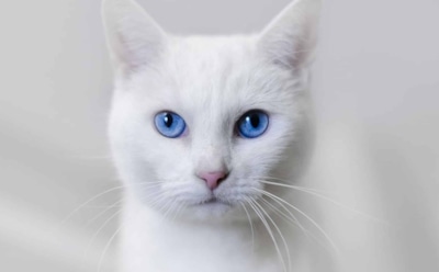 Ученые разрабатывают вакцину от аллергии на кошек