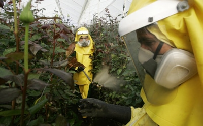 Виноград и мандарины возглавили рейтинг самых загрязненных пестицидами фруктов