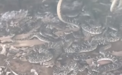 Американец снял на видео случайно обнаруженный под сараем клубок змей