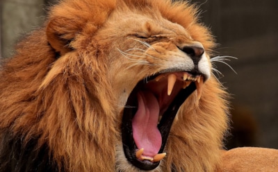 В парке дикой природы лев растерзал молодую стажерку