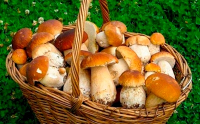 Ученые: белые грибы замедляют старение