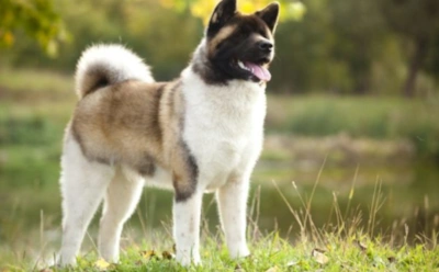 Врачи рекомендуют диабетикам завести собаку