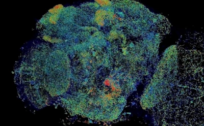 Ученые показали на видео 3D-карту мозга под микроскопом