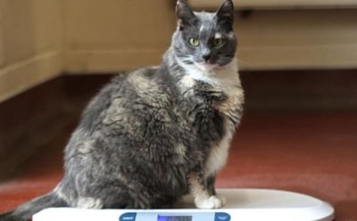 В Британии в четвертый раз вернули в приют одну из самых толстых кошек