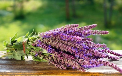 Ученые назвали шалфей мощным иммуностимулятором