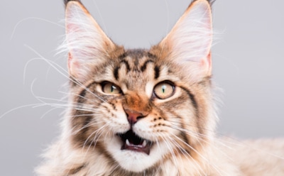 Ученые: переносимый кошками паразит может вызывать шизофрению