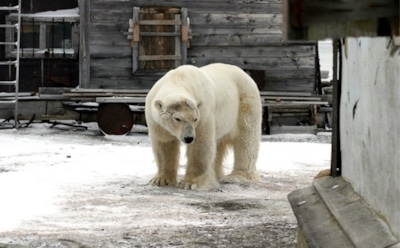 На Новой Земле ввели режим ЧС из-за нашествия белых медведей