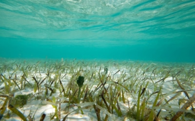 Российские ученые хотят очищать воду водорослями из Арктики