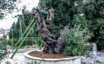 Российские ученые очистят в Палестине библейский дуб