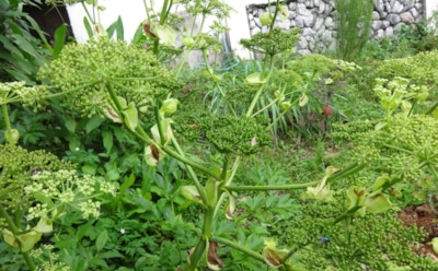 Ученые: травянистое растение ашитаба продлевает молодость