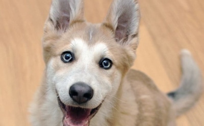 Ученые: характер собак напрямую связан с их возрастом