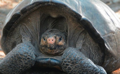 На Галапагосах нашли гигантских черепах, считавшихся вымершими 113 лет