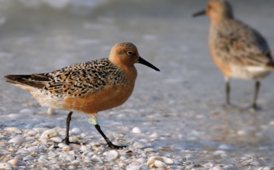 Ученые: раннее наступление весны опасно для птиц