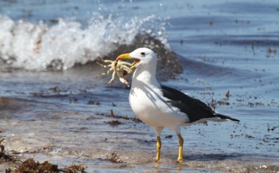 Ученые: морские птицы гибнут из-за гелиевых шаров