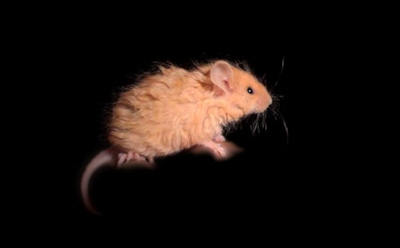 Ученые с помощью наночастиц привили мышам инфракрасное зрение