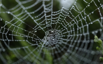 Ученые предложили использовать паутину для мышц роботов