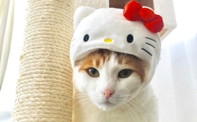 Warner Bros снимет фильм про Hello Kitty