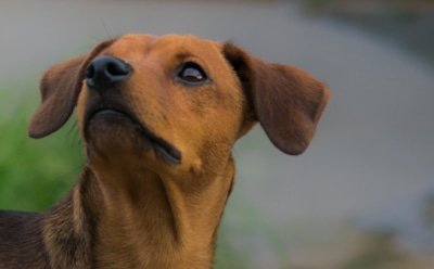 Кинолог: таксы лидируют по числу укусов людей