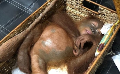 Российский турист попытался вывезти с Бали усыпленную обезьяну