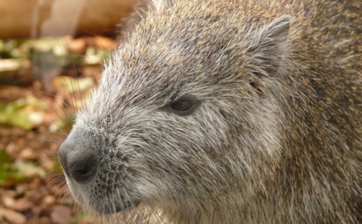 Ученые «закодировали» крыс от алкоголизма лазером