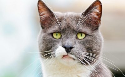 Ученые: кошки разбирают человеческую речь