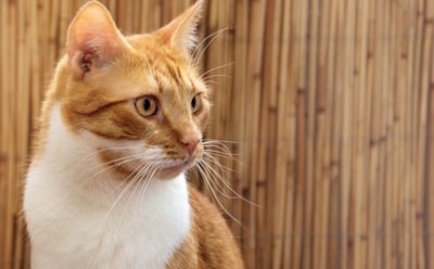 Ученые: кошки стали жить дольше на 5 лет