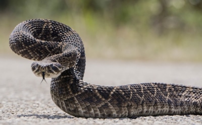 Ученые: древние индейцы питались ядовитыми змеями