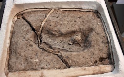 Возраст найденного студентом в Чили отпечатка ноги составил 15 тыс лет