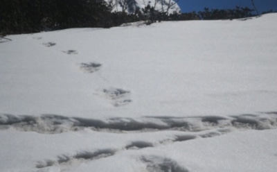 Индийская армия обнаружила в Гималаях следы снежного человека