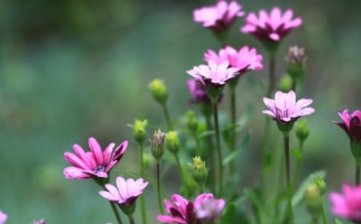 В Минздраве рассказали о способах борьбы с аллергией