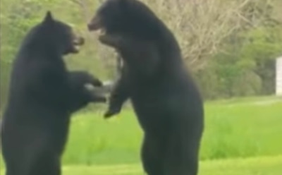 Американец снял драку медведей на пороге своего дома