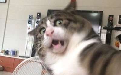 В Сети получили популярность снимки "кота-эмодзи" из Китая