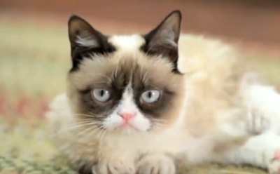 Стало известно, из-за чего умерла кошка Grumpy Cat