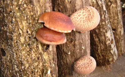 Врачи рассказали о пользе японского гриба