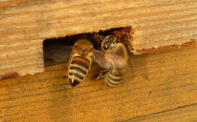 Пара из Испании два года жила с 80 тысячами пчел в доме