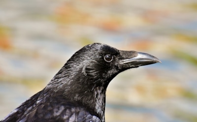 Жителей Москвы предупредили об атаке агрессивных ворон