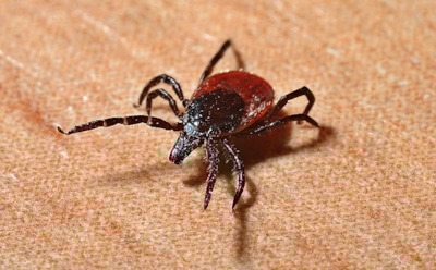 Заслуженный врач Толоконская сочла полезными укусы энцефалитных клещей