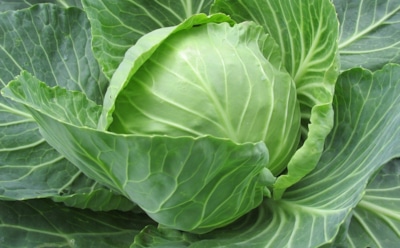 Ученые выяснили, влияет ли капуста на размер женской груди