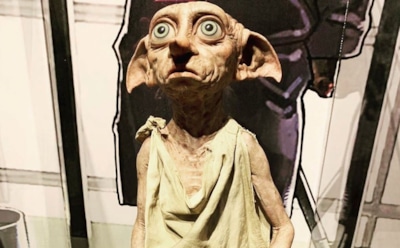 Американка сняла на видео эльфа Добби из «Гарри Поттера»