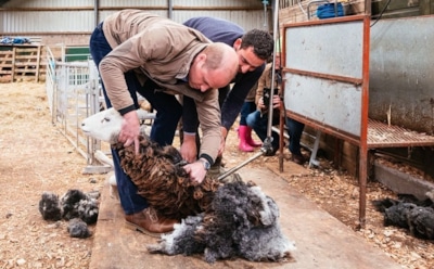 Принц Уильям и Кейт Миддлтон занялись стрижкой овец